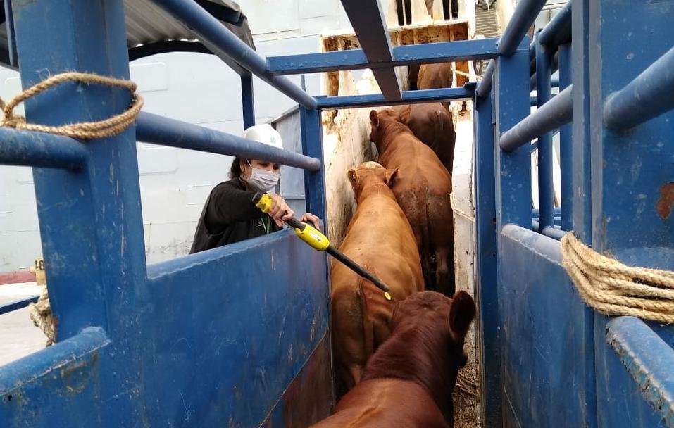 Animais subindo no navio que zarpou para a Turquia