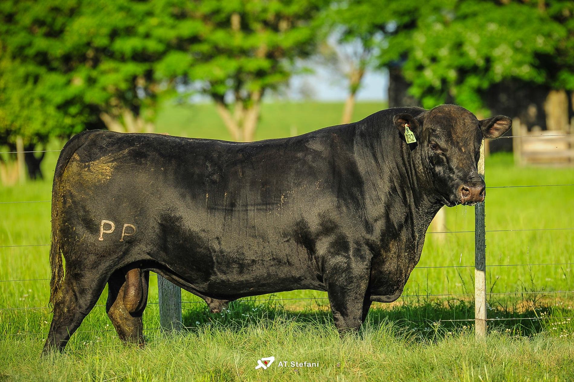 Para Ruivo, o animal &eacute; "um Angus moderno, produtivo, que atende plenamente as expectativas de um mercado aquecido e em franca expans&atilde;o"