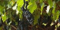 Novo Cadastro Vitícola é obrigatório para a comercialização da produção de uva