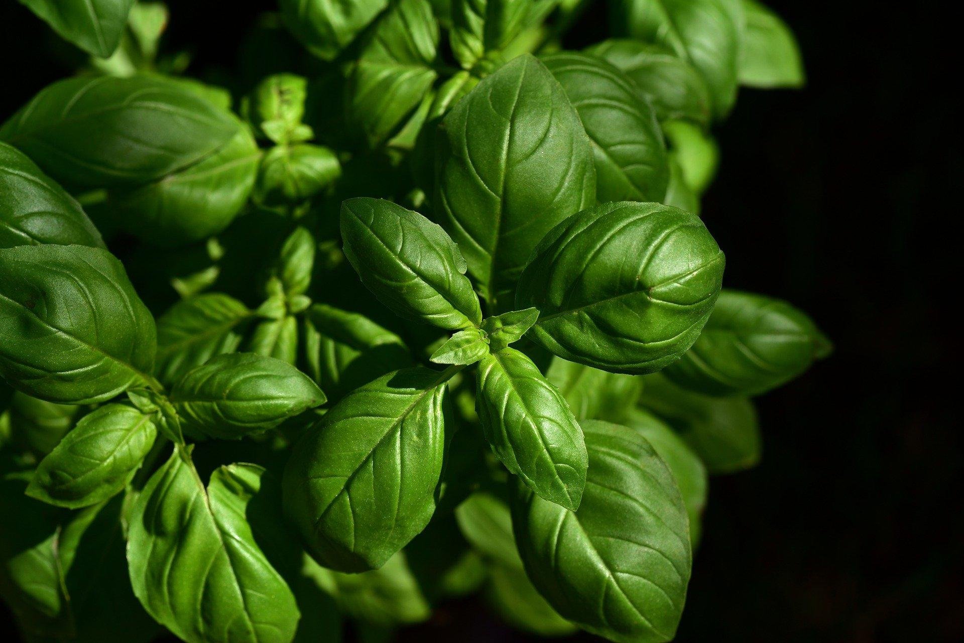 Manjeric&atilde;o &eacute; uma das plantas consideradas bioativas
