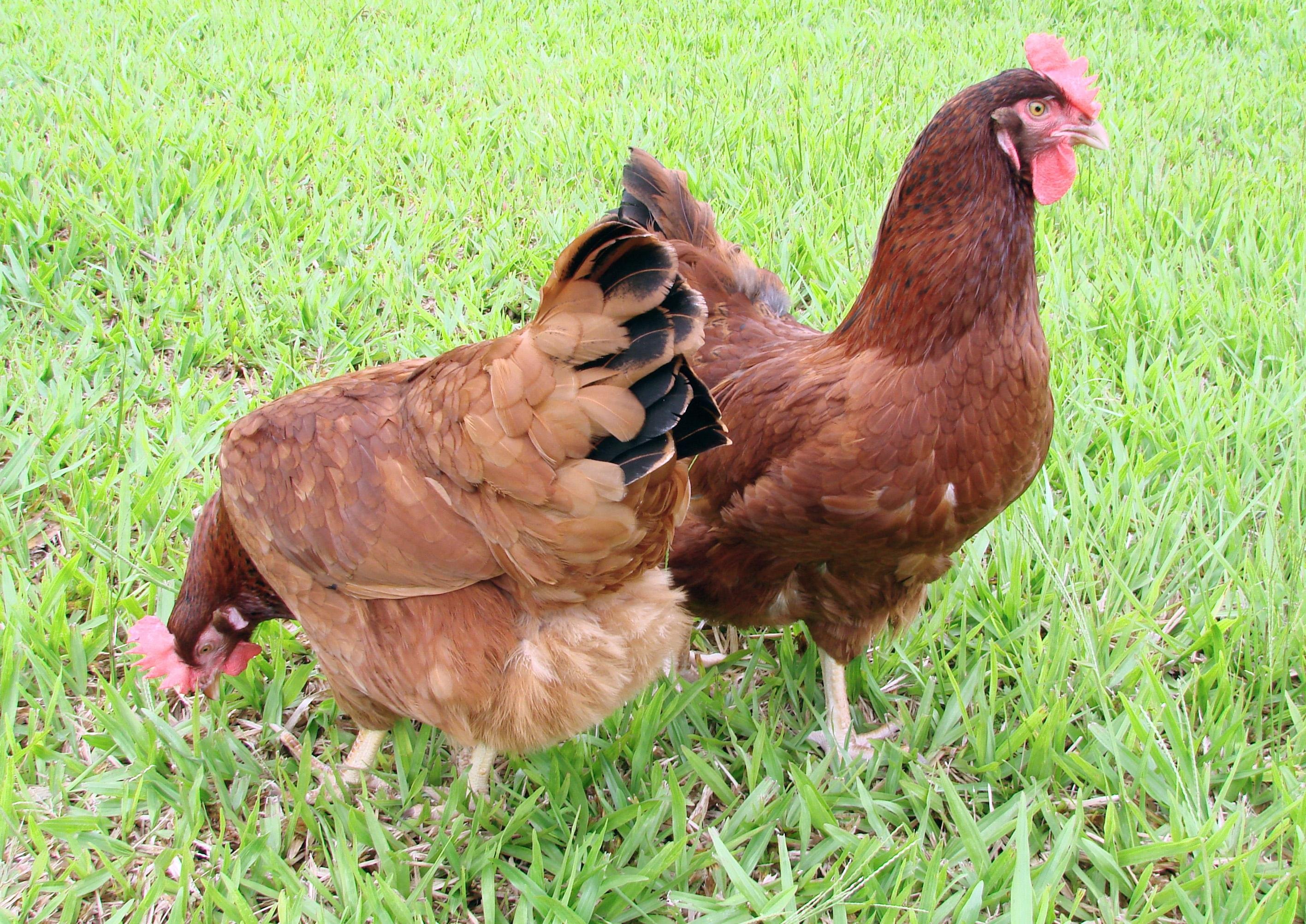 Colibacilose, salmonelose, micoplasmose e coriza infecciosa s&atilde;o algumas das bacterioses que afetam frangos e galinhas