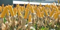 O milho está com preços altos por causa da seca que afetou severamente o Estado