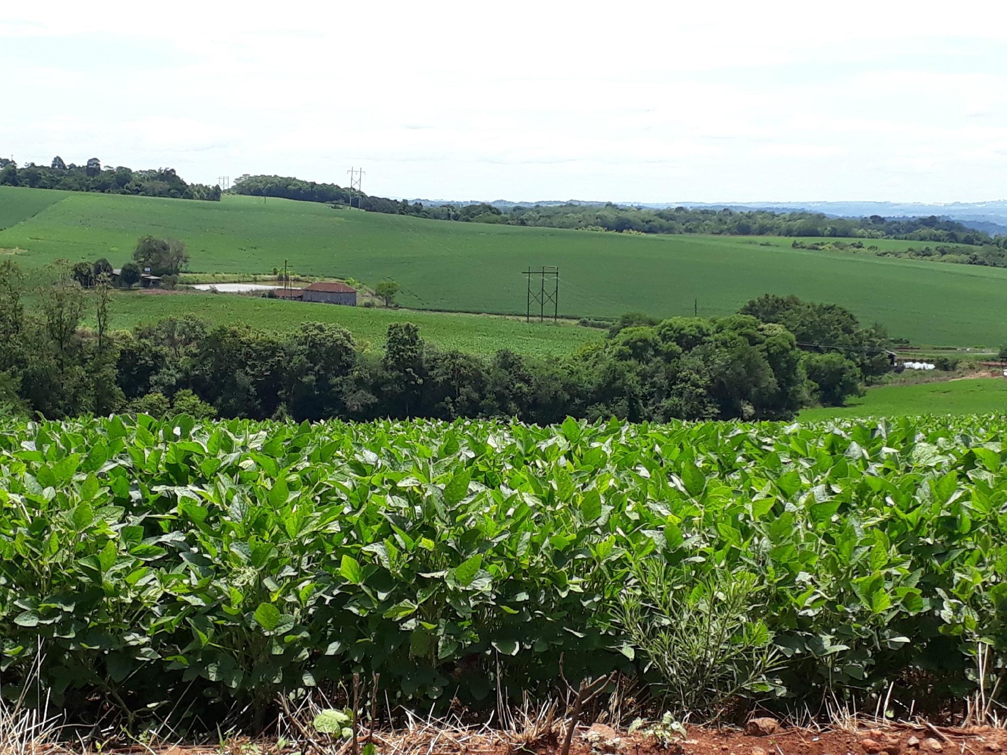 Brasil &eacute; o maior produtor e exportador do gr&atilde;o no mundo