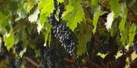 Fundo de R$ 12 milhões tem por objetivo fomentar setor de produção de uvas, vinhos e derivados