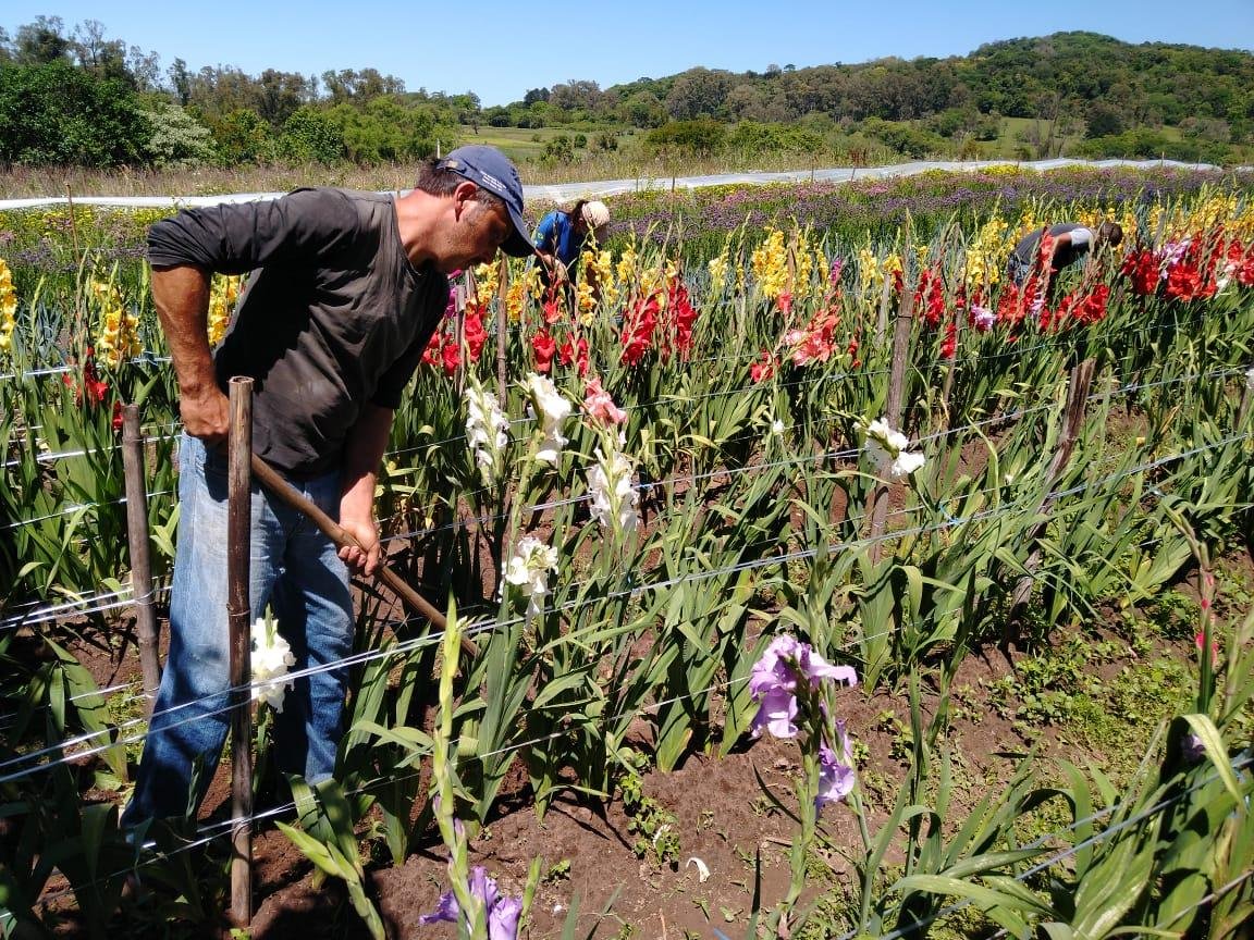 O glad&iacute;olo &eacute; a principal planta cultivada no projeto pela sua rusticidade e beleza