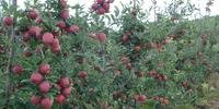 A associação entre irrigação e adubação é capaz de driblar os efeitos negativos das mudanças climáticas no cultivo de maçãs na Região Sul do Brasil, segundo o palestrante
