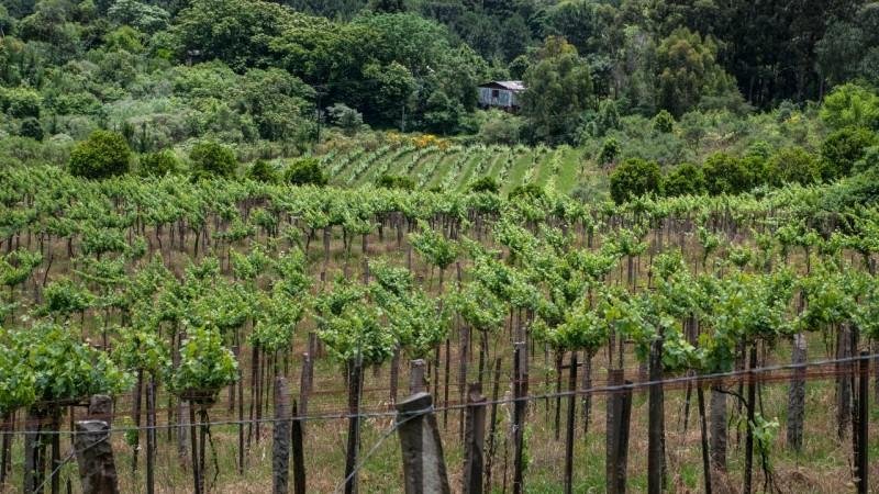 Boletim apresenta recomenda&ccedil;&otilde;es fitot&eacute;cnicas para vinhedos at&eacute; dezembro