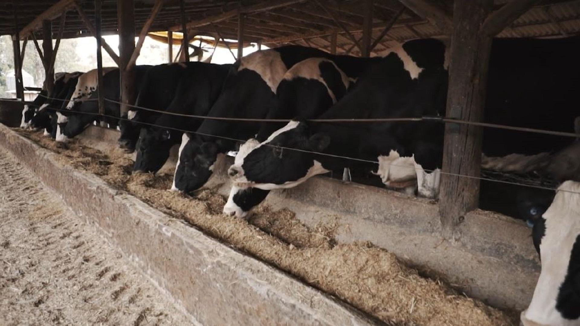 Trigo viabiliza alimenta&ccedil;&atilde;o animal no per&iacute;odo de inverno, &eacute;poca dif&iacute;cil para alimentar o rebanho