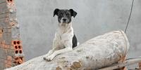 ONG Bicho de Rua realiza ação para encontrar um novo lar para cães e gatos em situação de vulnerabilidade
