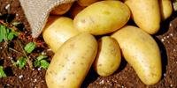 No Brasil, a produção anual de batatas é de aproximadamente 3,5 milhões de toneladas, numa área de cerca de 130 mil hectares