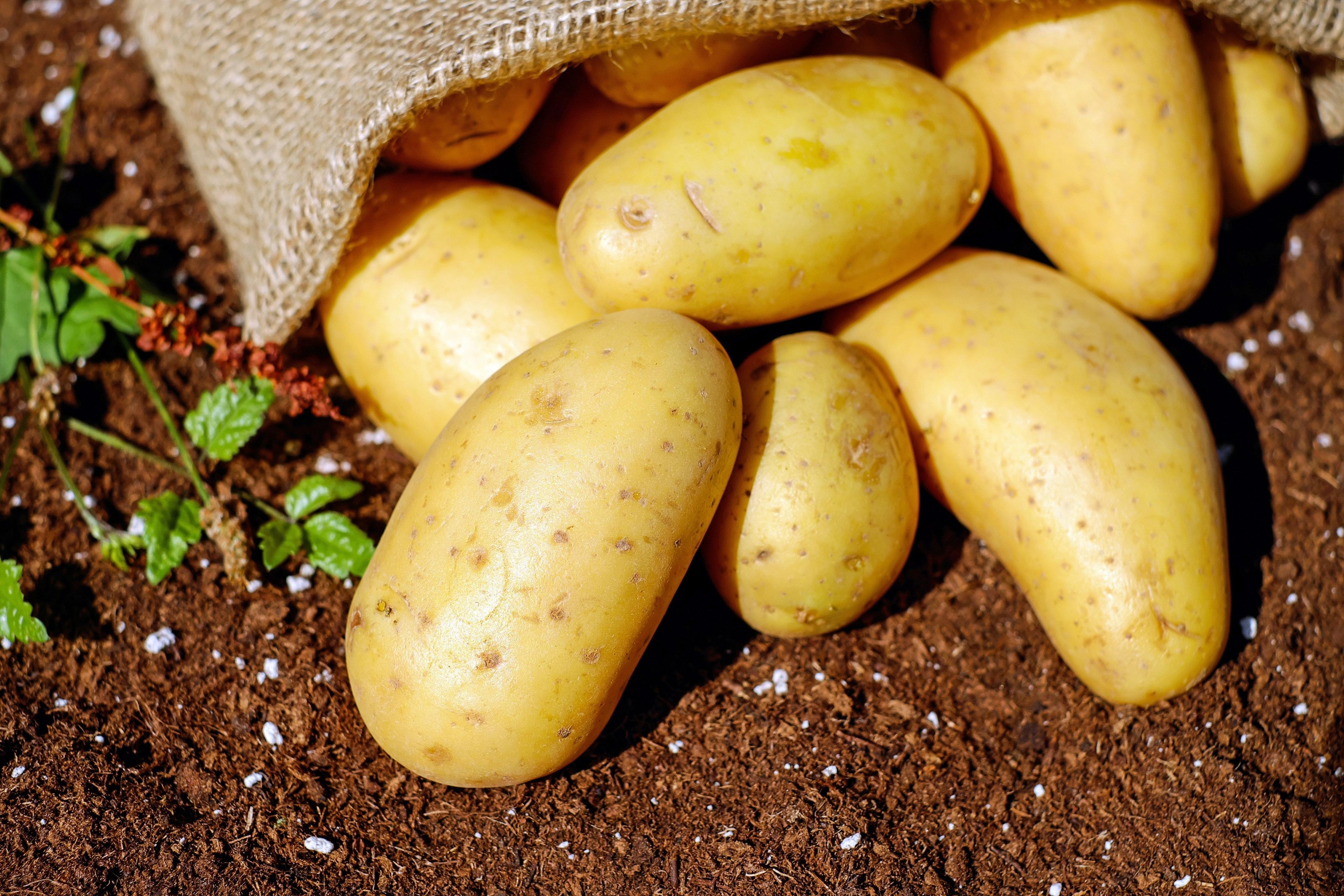 No Brasil, a produ&ccedil;&atilde;o anual de batatas &eacute; de aproximadamente 3,5 milh&otilde;es de toneladas, numa &aacute;rea de cerca de 130 mil hectares