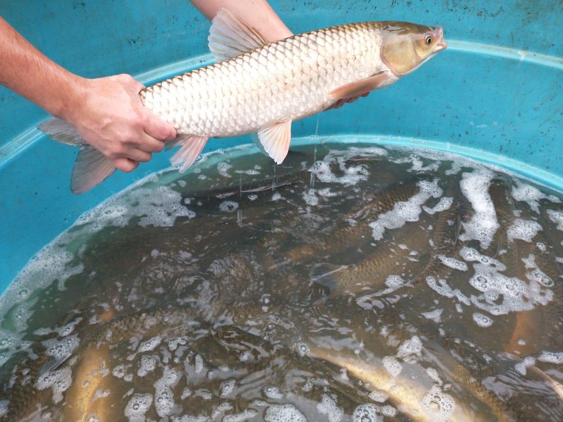 Inten&ccedil;&atilde;o &eacute; realizar a Feira do Peixe Vivo mensalmente