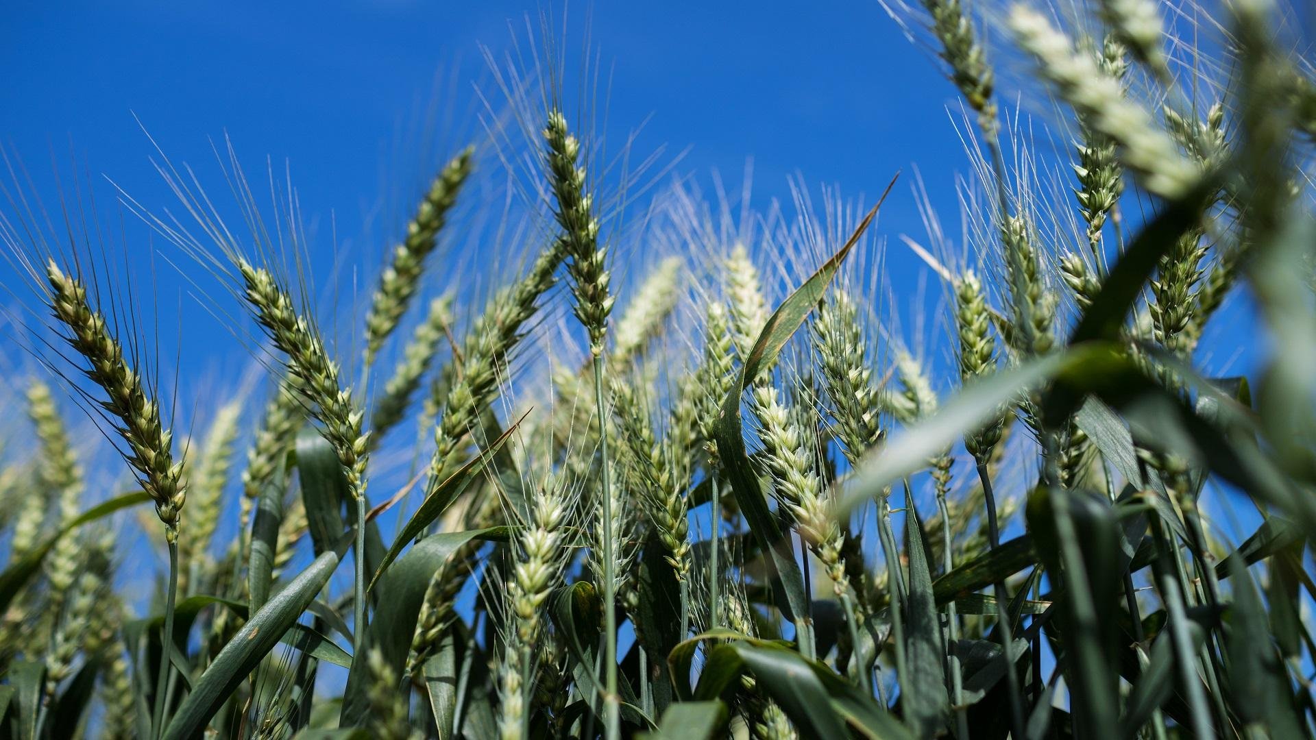 A qualidade do trigo produzido no Rio Grande do Sul mudou a din&acirc;mica do mercado