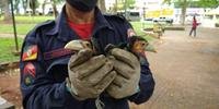 Filhotes de tucanos foram resgatados pelo Corpo de Bombeiros