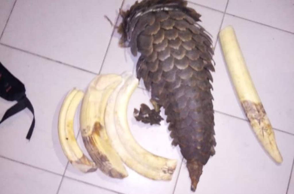Interpol apreendeu 1,7 mil pangolins mortos