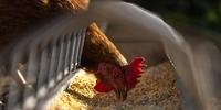 Milho e farelo de soja equivalem a 70% dos gastos com insumos para alimentação de galinhas