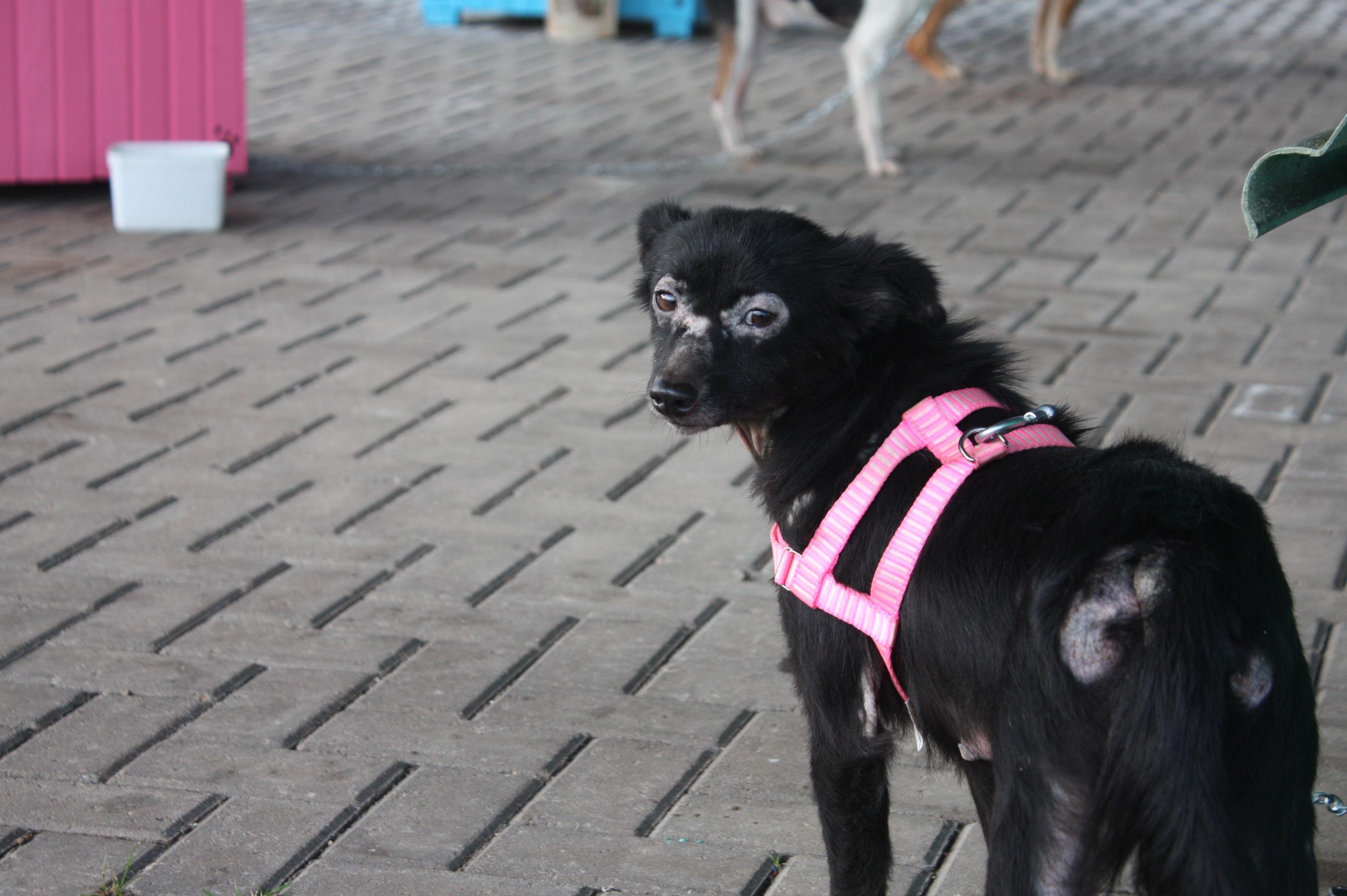 Em caso de animais que sejam de rua, &eacute; preciso que algu&eacute;m se responsabilize pelo mesmo