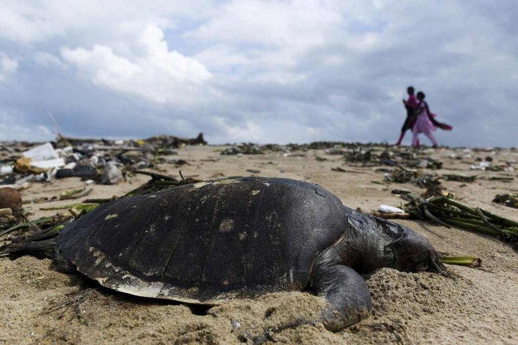 Relat&oacute;rio estabeleceu o decl&iacute;nio em 60% das popula&ccedil;&otilde;es de mam&iacute;feros, aves, peixes, r&eacute;pteis e anf&iacute;bios