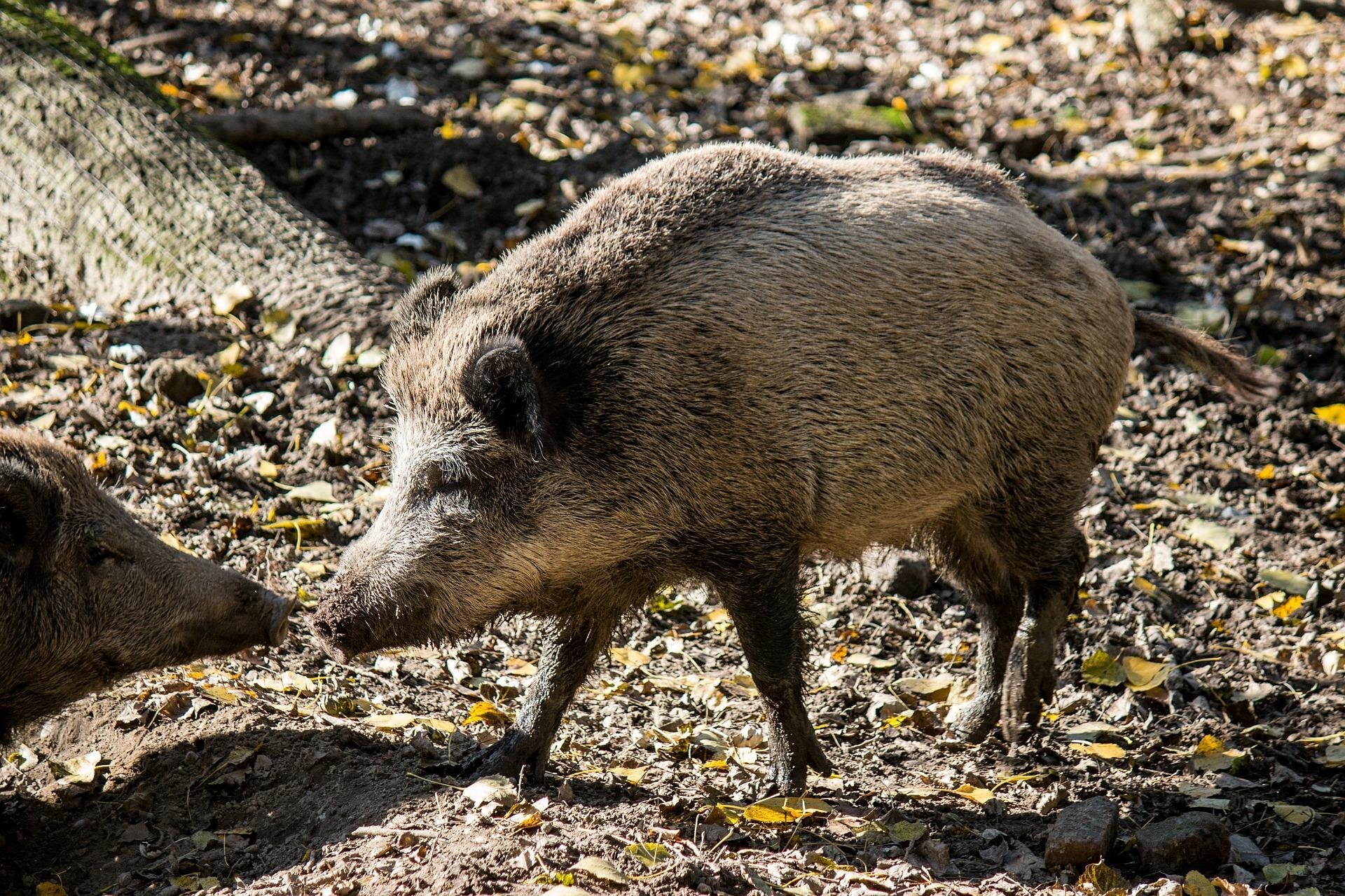 Javalis podem causar danos em &aacute;reas rurais