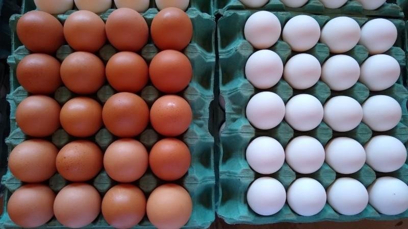 Produ&ccedil;&atilde;o de ovos deve chegar a 56 bilh&otilde;es em 2021