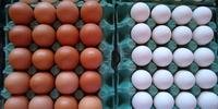 Produção de ovos deve chegar a 56 bilhões em 2021