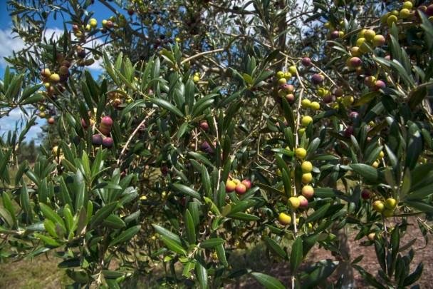 RS tem a maior &aacute;rea plantada de oliveiras do pa&iacute;s. A produ&ccedil;&atilde;o se concentra na metade sul do estado