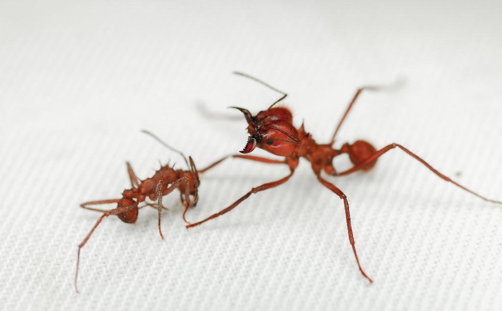 Pesquisadores consideram que esta armadura "melhora a rigidez de seu exoesqueleto"