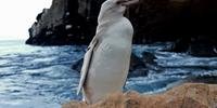 O pinguim raro foi avistado há uma semana, no norte da ilha Isabela