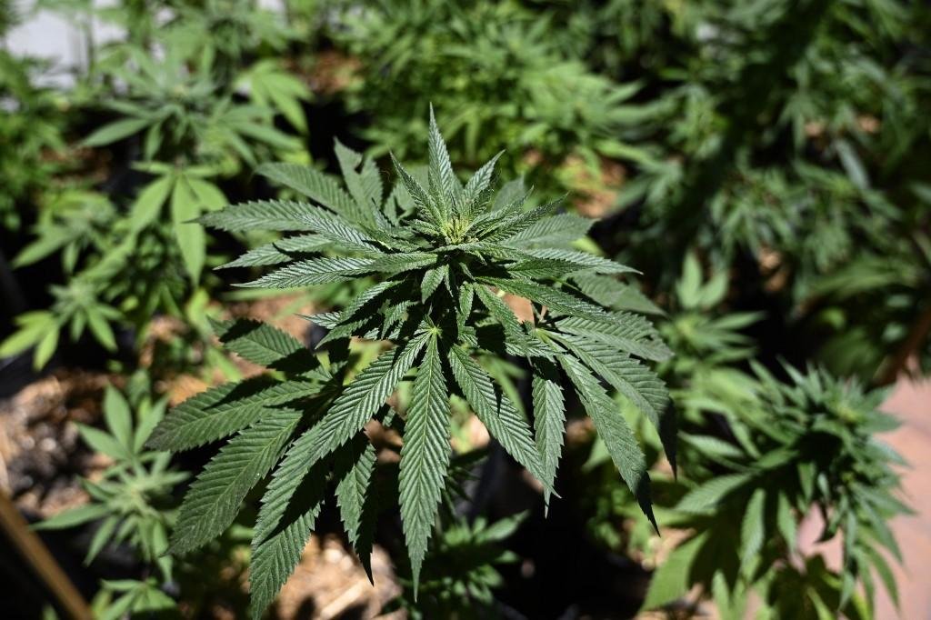 Descriminaliza&ccedil;&atilde;o da cannabis tem poucas chances de ser aprovada no Senado