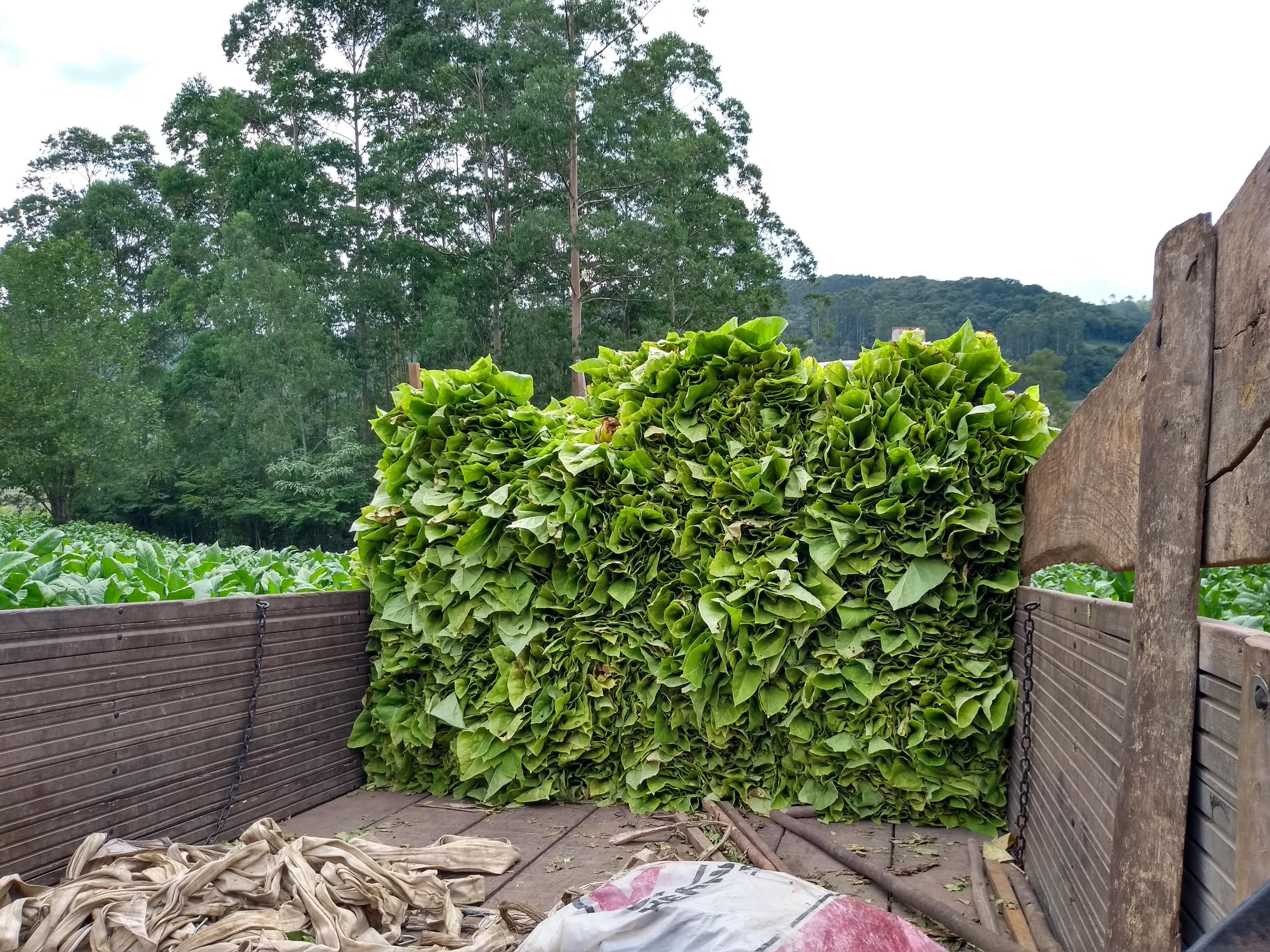 Safra de tabaco 2020/2021 deve ter produ&ccedil;&atilde;o de 606.952 toneladas nos tr&ecirc;s Estados do Sul do Brasil