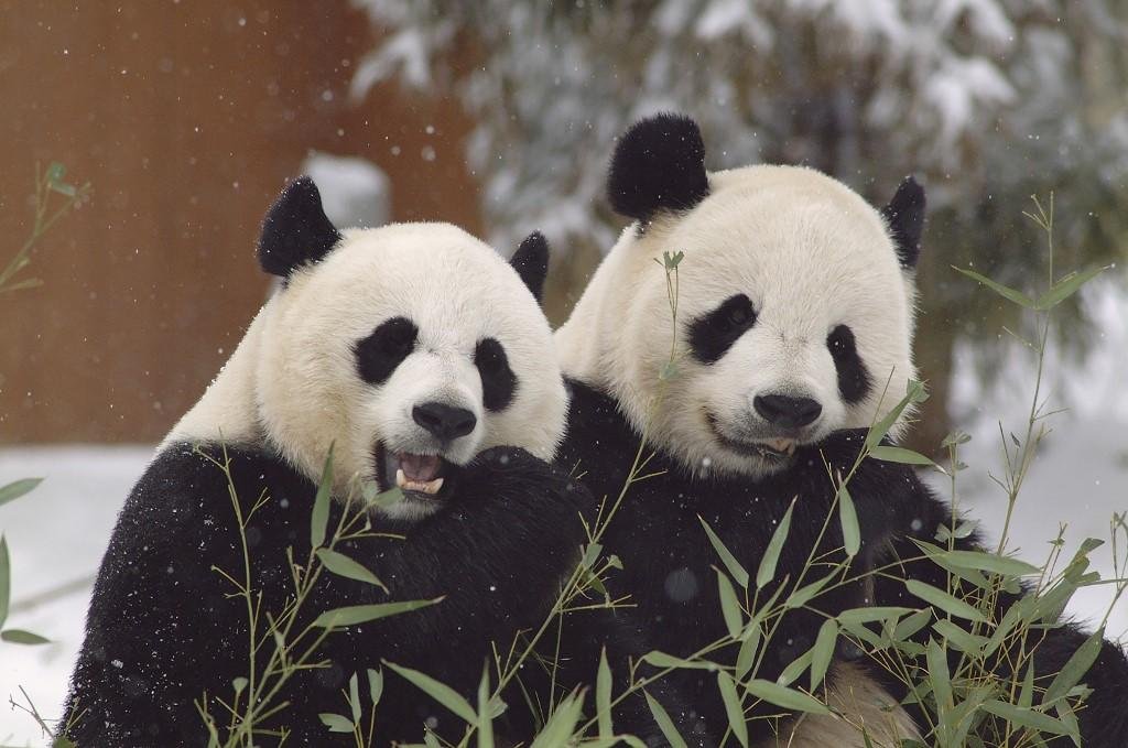 Zool&oacute;gico de Washington abriga pandas gigantes da China desde 1972