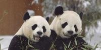 Zoológico de Washington abriga pandas gigantes da China desde 1972