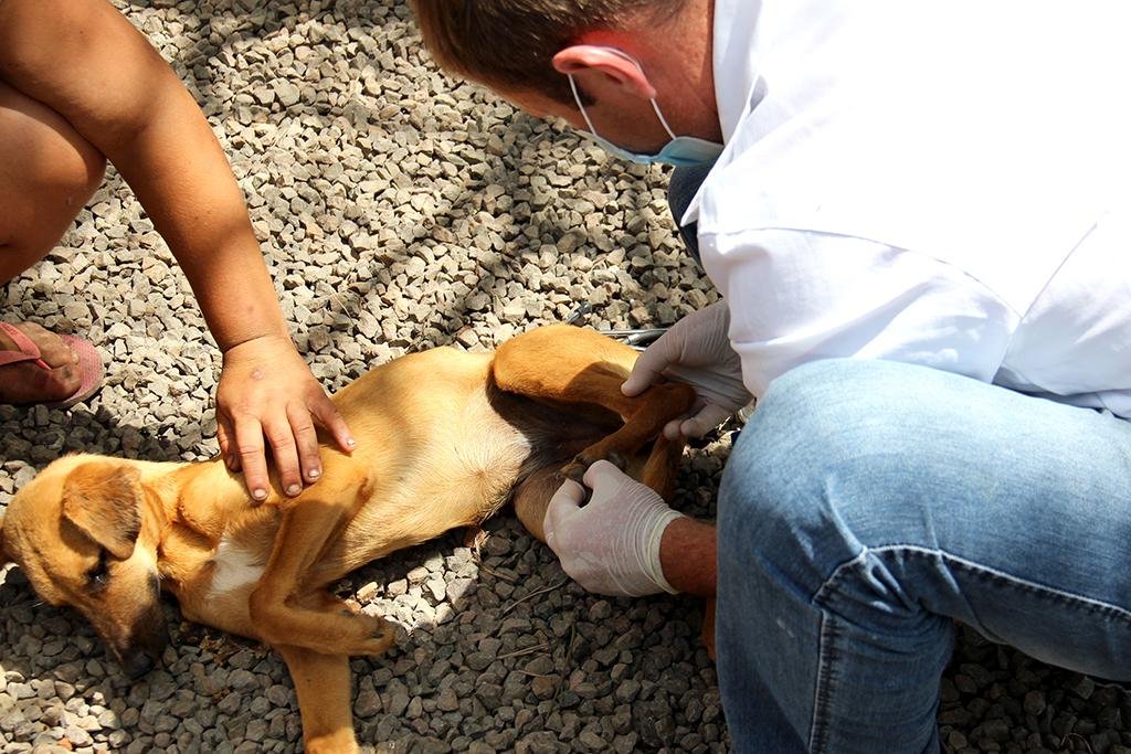 Agendamentos s&atilde;o feitos por ordem de urg&ecirc;ncia e &eacute; necess&aacute;rio que algu&eacute;m esteja junto ao animal