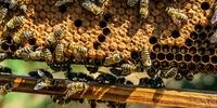 Segundo o IBGE (2017) o Rio Grande do Sul é o principal produtor de mel no país há mais de uma década, com 15% da produção nacional