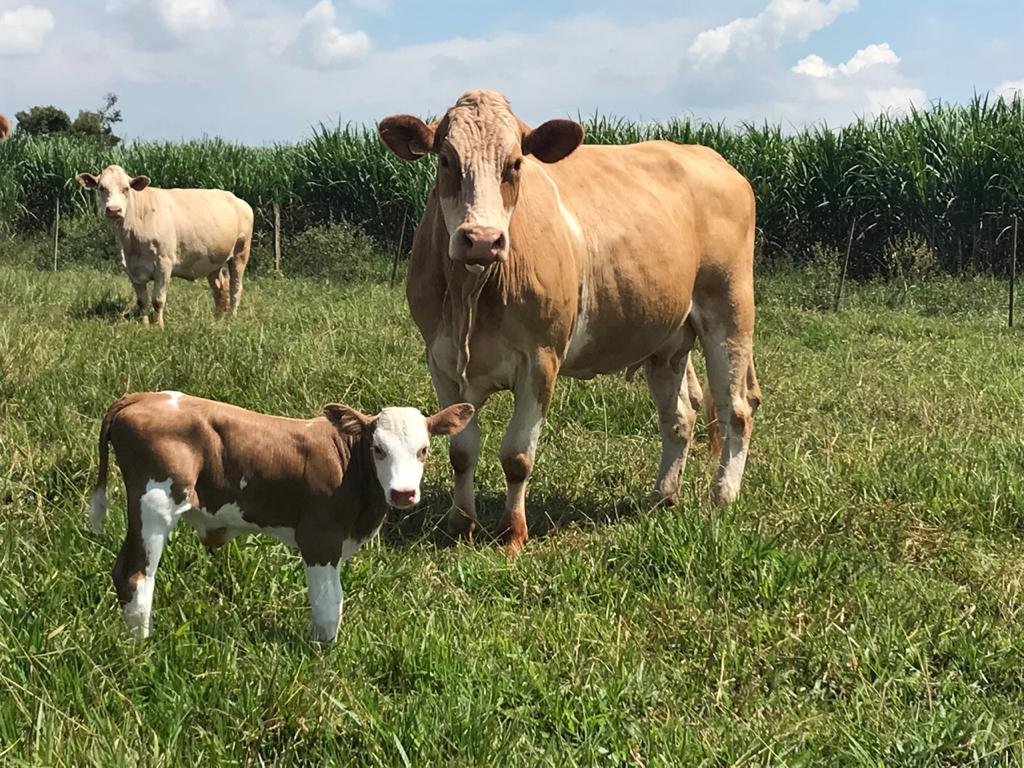 A vaca Ortega do Mamado, de M&aacute;rio Aguiar, est&aacute; competindo na categoria Vaca Prenha