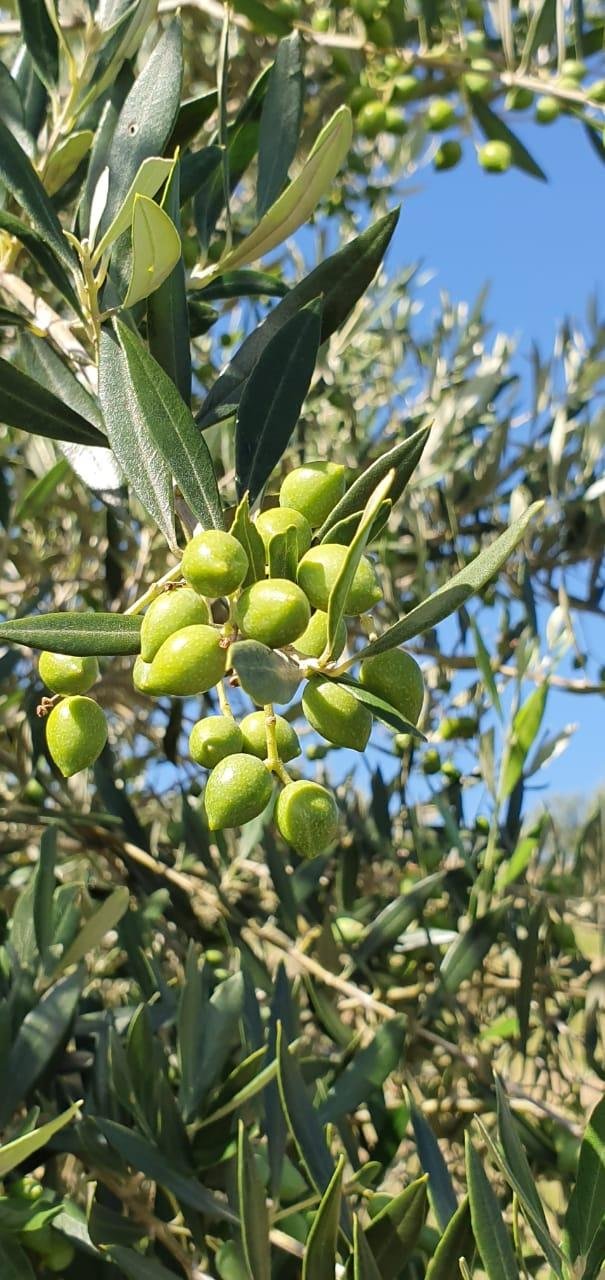 Desencontro de flora&ccedil;&otilde;es contribuiu para a redu&ccedil;&atilde;o de produtividade nos olivais ga&uacute;chos