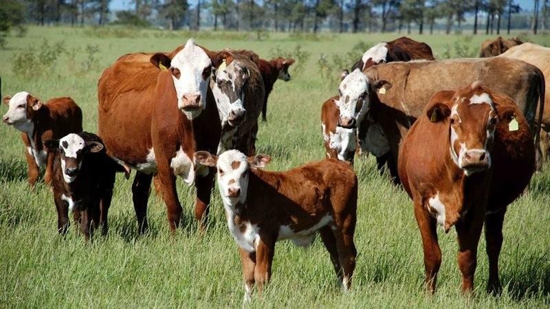 Declara&ccedil;&atilde;o anual de rebanho pode ser feita at&eacute; 30 de dezembro