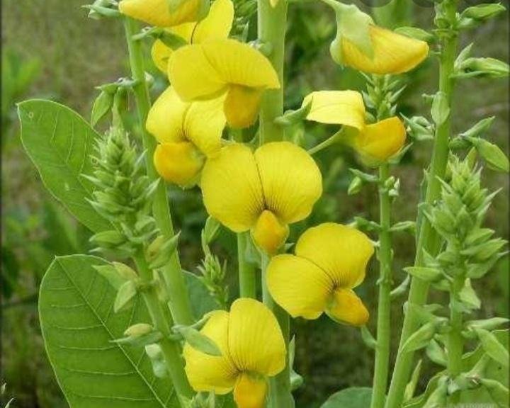 A crotal&aacute;ria juncea &eacute; uma leguminosa, tipicamente plantada depois de retirada da produ&ccedil;&atilde;o nas lavouras