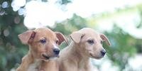 Pets adotados no evento ganham castração e chipagem gratuita