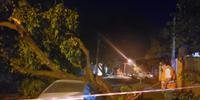 Em São Leopoldo, a Defesa Civil prestou auxiliou no atendimento de duas ocorrências envolvendo queda de árvores
