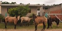 Moradores têm se incomodado com um grande número de cavalos circulando pelas ruas