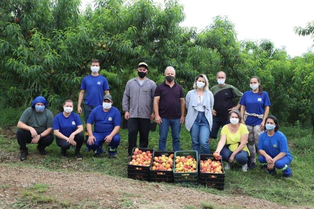 Ap&oacute;s perder valor comercial, frutas foram doadas