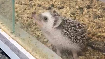 Delegacia do Meio Ambiente do Deic realizou a&ccedil;&atilde;o contra o com&eacute;rcio ilegal de animais