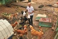 Aposentado recebe ajuda de amigos para alimentar os cães