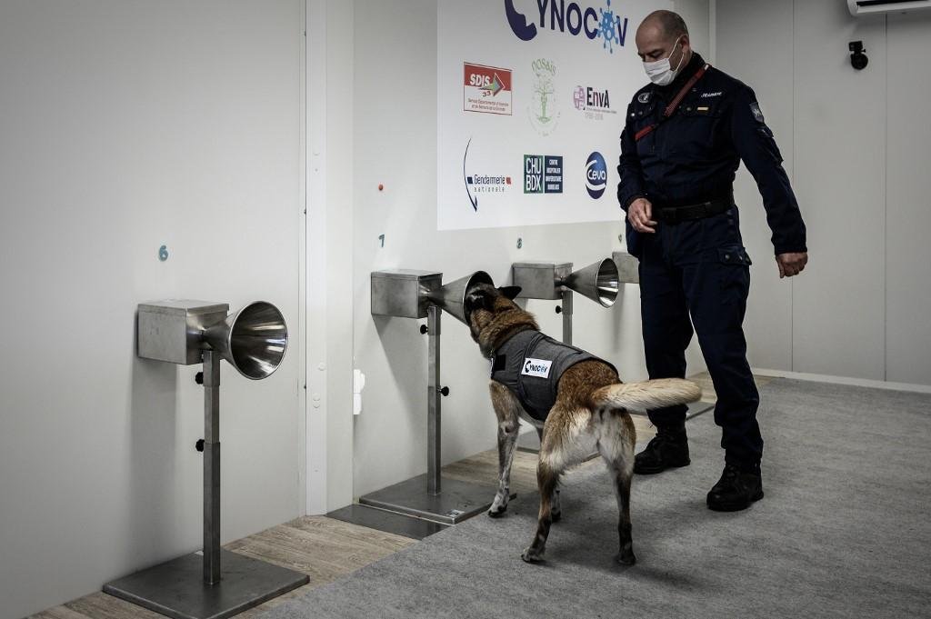 Animais s&atilde;o treinados para encontrar mat&eacute;ria org&acirc;nica de degrada&ccedil;&atilde;o derivada da infec&ccedil;&atilde;o nas axilas das pessoas