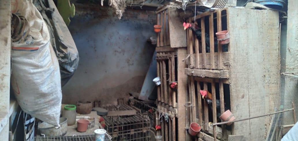 Animais foram encontrados em situa&ccedil;&atilde;o de maus tratos no bairro Industrial