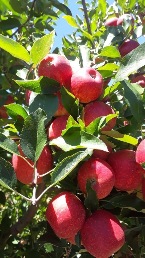 Qualidade da fruta est&aacute; superior neste ano