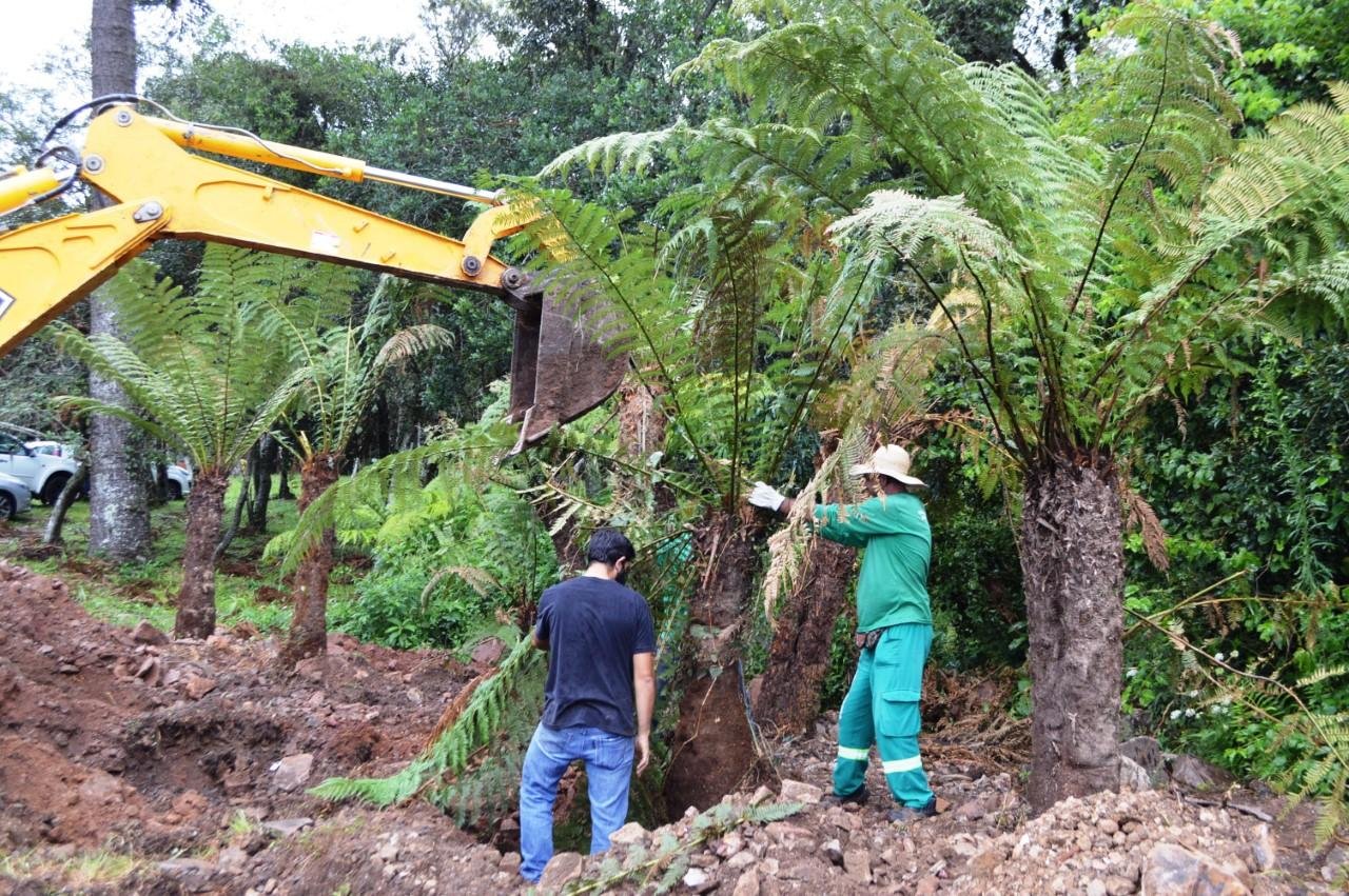 Plantas tem o nome cient&iacute;fico de Dicksonia sellowiana Hook