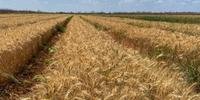 Qualidade do trigo tem melhorado e expectativa é que cultivo seja ampliado