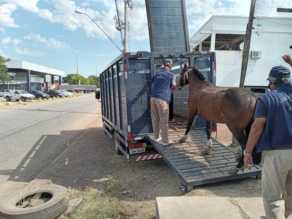 Animais foram encontrados inclusive nas BRs 472 e 290 e no entorno do Porto Seco Rodovi&aacute;rio